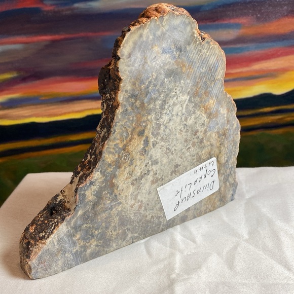 Dinosaur Coprolite Fossil - Picture 4 of 5